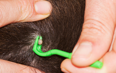 tick_removal tick_removal