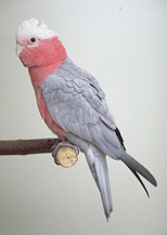 cockatoos_-_feeding-3
