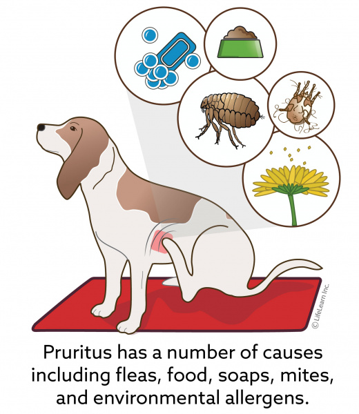 pruritus_dog_2018-01