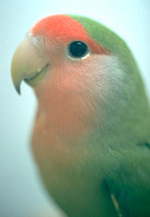 lovebirds_-_feeding-3