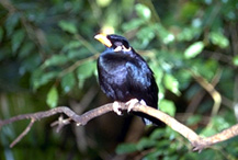mynah_birds-feeding-1 mynah_birds-feeding-1