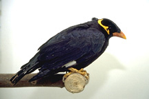 mynah_birds-feeding-2