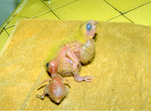 polyoma_virus_infection-1