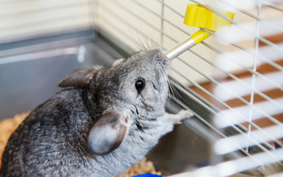 chinchilla_water