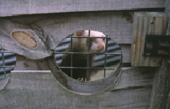 ferrets-housing-1