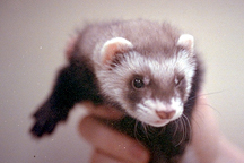 ferrets-owning-1