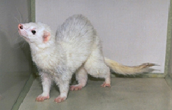 ferrets-owning-2