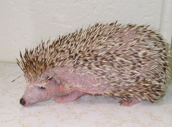 hedgehogs-diseases-1