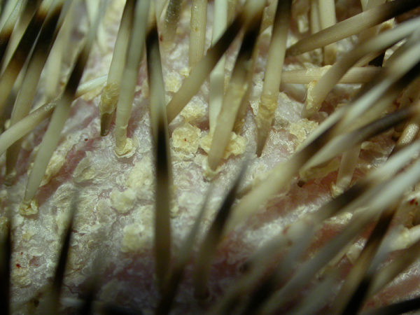 hedgehogs-diseases-2