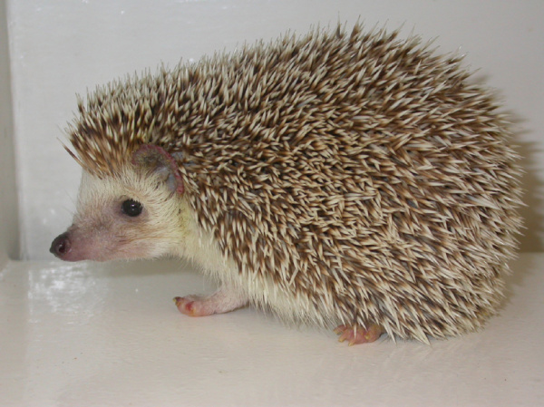 hedgehogs-problems-1 hedgehogs-problems-1