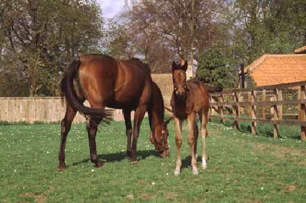 equine_herpesvirus_infection-1