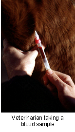 equine_herpesvirus_infection-2