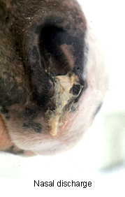 equine_herpesvirus_infection-3