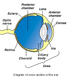 eye_emergencies-1