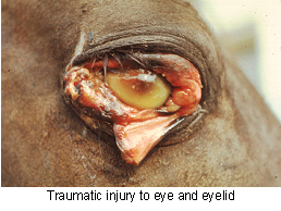 eye_emergencies-2