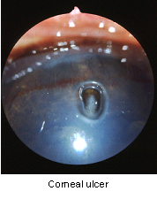 eye_emergencies-3