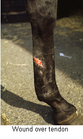 first_aid_wounds-2