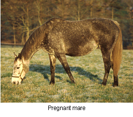 foaling-1