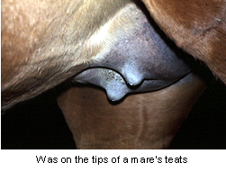 foaling-2