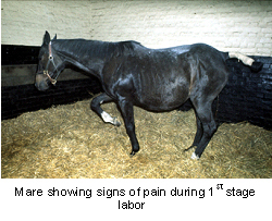 foaling-3