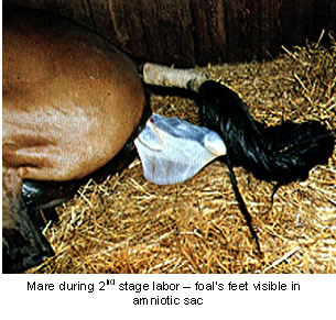 foaling-4