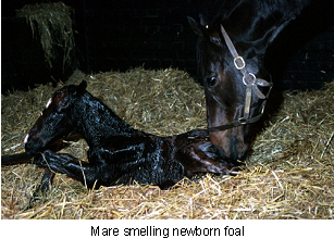 foaling-5
