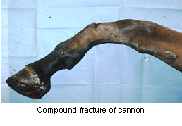fractures-2