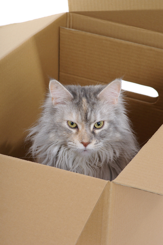 moving_with_your_cat