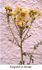 ragwort_poisoning-1