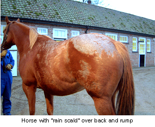 rain_scald-1