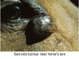 sarcoids-1