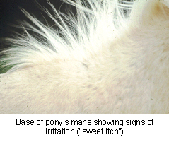 sweet_itch-2