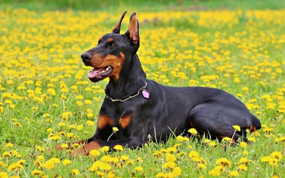 wobbler_syndrome_in_dogs