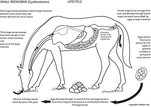 worming-1_edited_2009