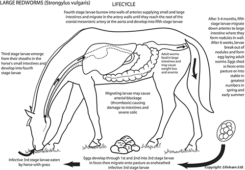 worming-2_edited_2009
