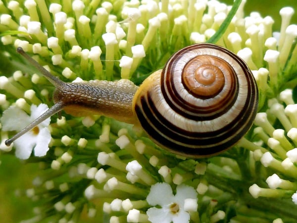 snail-1634852_1280