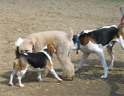 dogbehavioraggressionunfamiliartreatment1