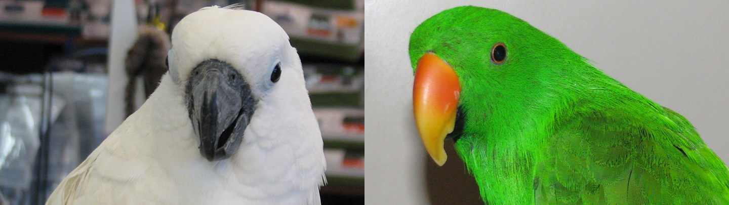 VCA Spring Branch Animal Hospital Exotic Animal Care