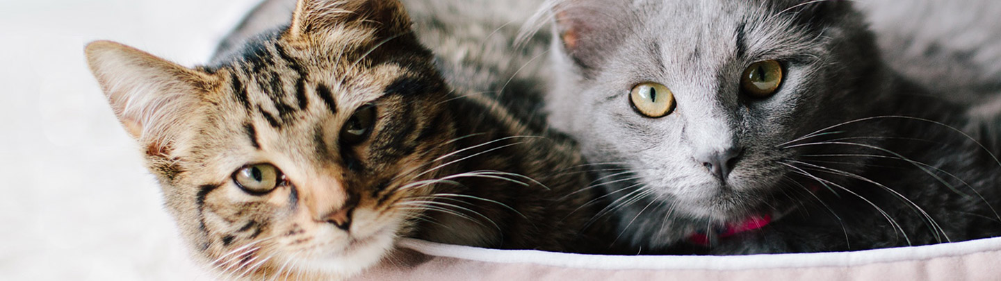 VCA Pet Boarding Picture of Two Cats in a Bed