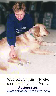 veterinary_acupuncture-1
