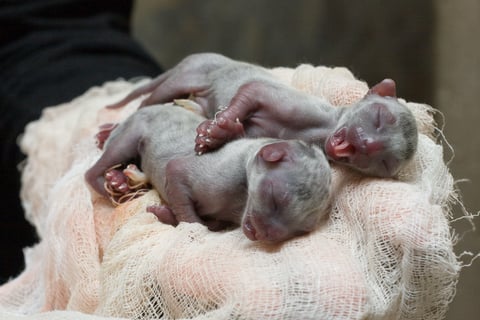 newborn_kittens