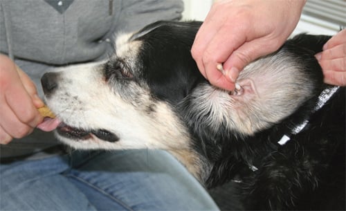 dog