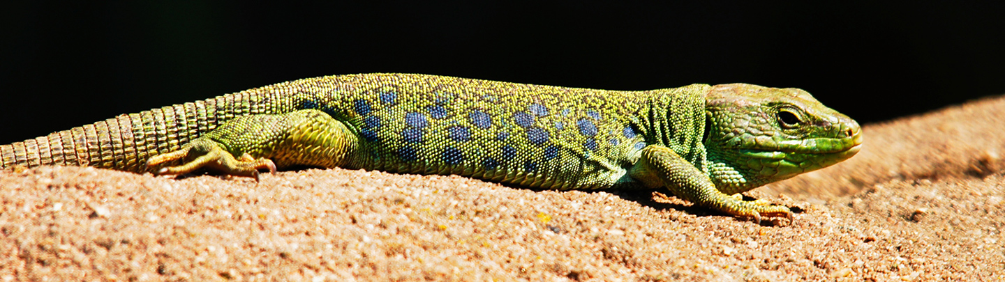 Lizard