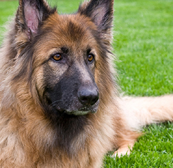referral_info_sheet_-dog-1_2009