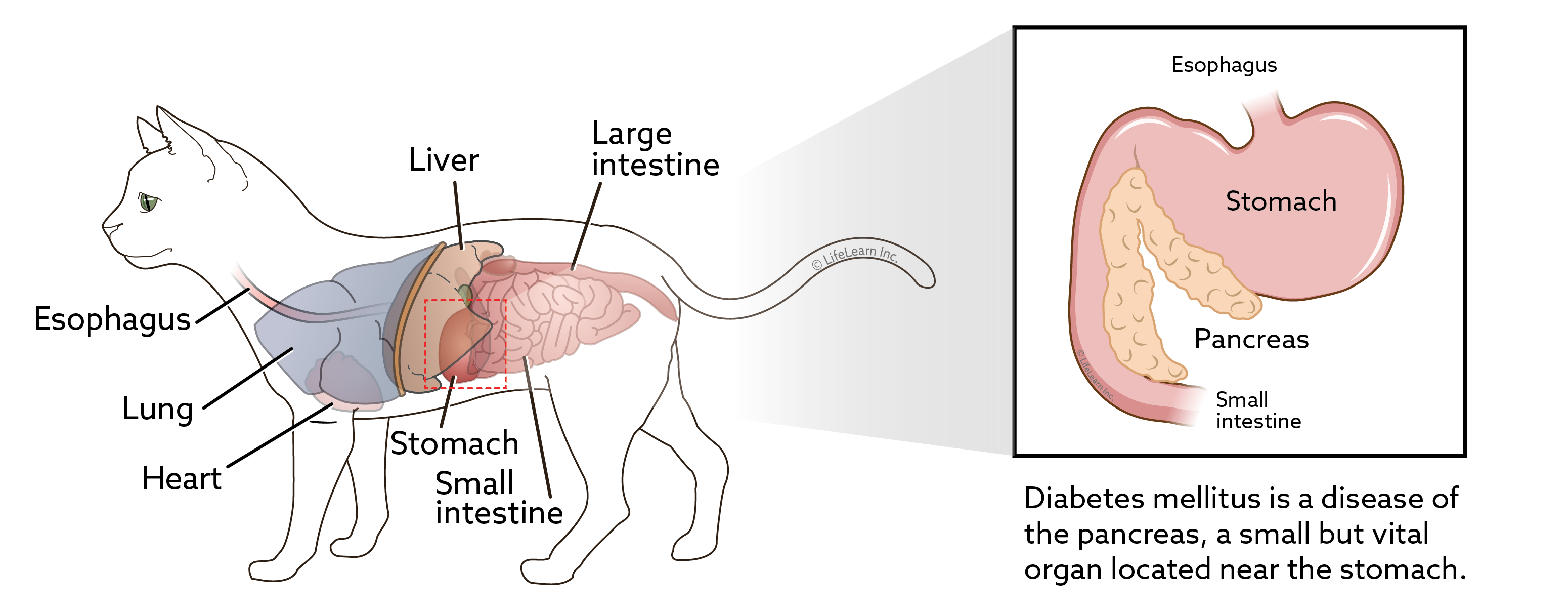 Illustration of a cat pancreas. Diabetes mellitus is a disease of the pancreas, a small but vital organ located near the stomach.