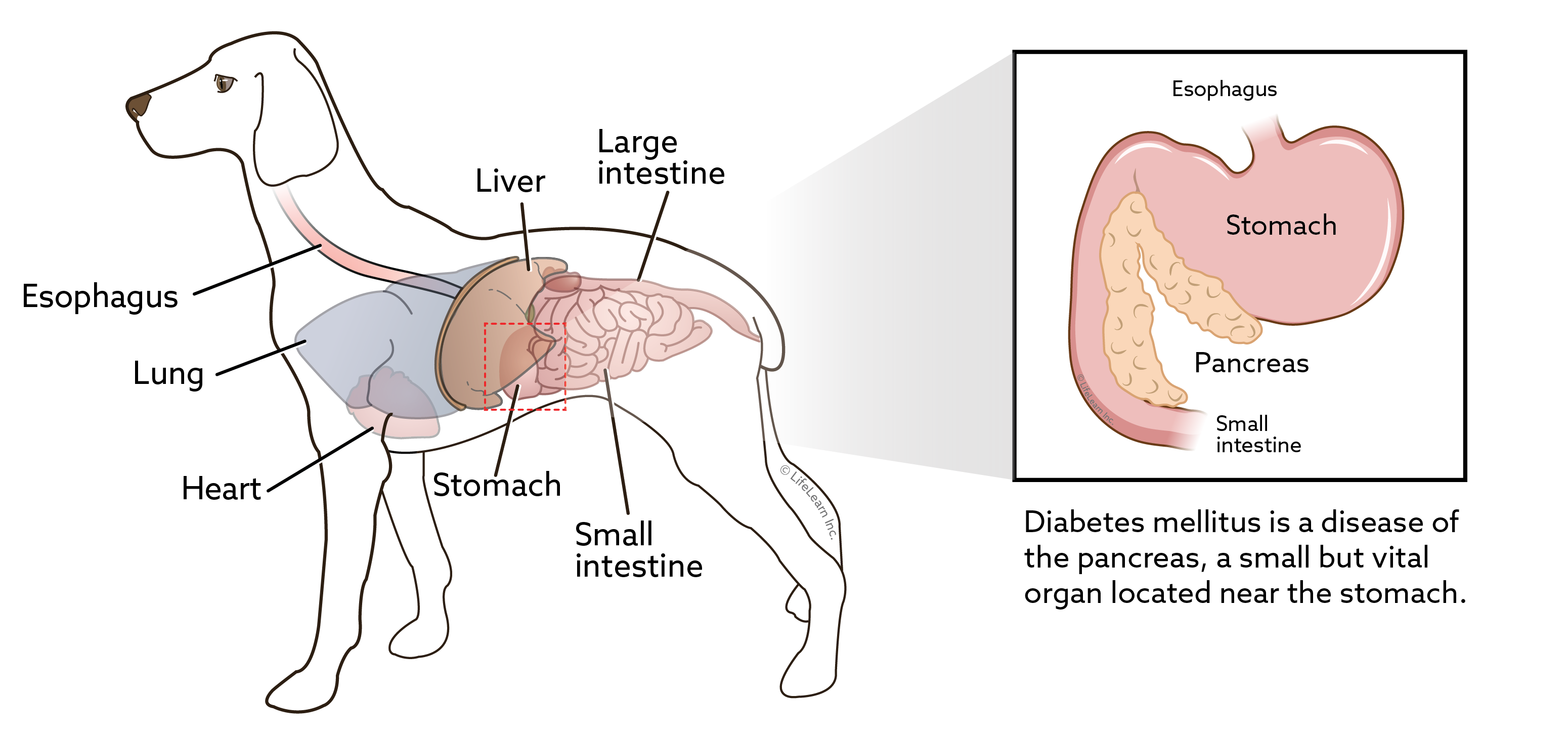 Illustration of a dog pancreas. Diabetes mellitus is a disease of the pancreas, a small but vital organ located near the stomach.