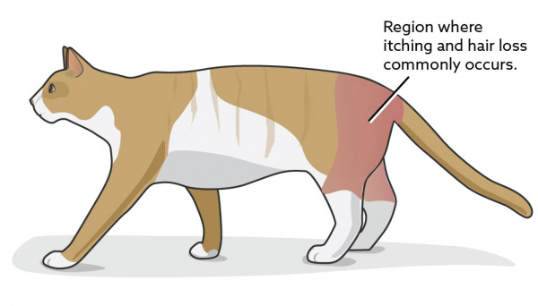flea_allergy_dermatitis_cat_2018_lb-01 flea_allergy_dermatitis_cat_2018_lb-01