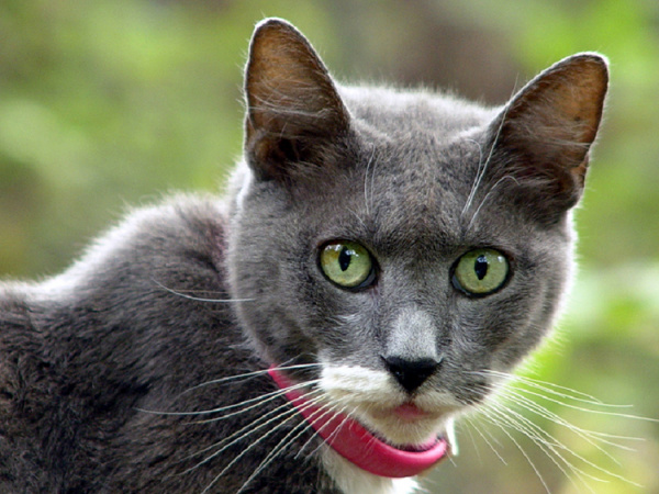 harvest_mite__infestations_in_cats-1 harvest_mite__infestations_in_cats-1