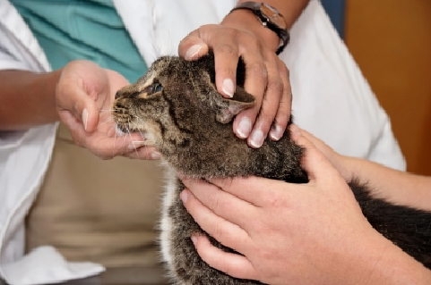harvest_mite__infestations_in_cats-2 harvest_mite__infestations_in_cats-2
