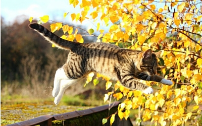first_aid_for_falls_in_cats